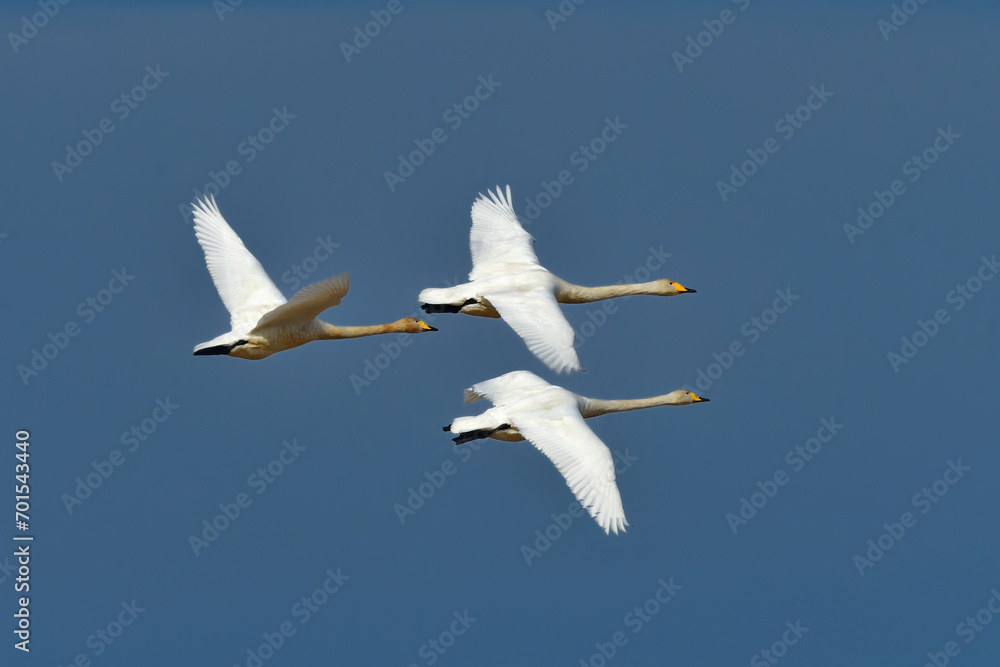 Fototapeta premium 冬に伊豆沼等北国になってくる純白の羽が美しい渡り鳥のオオハクチョウ