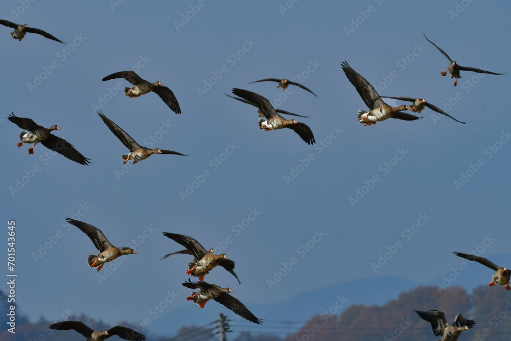 Fototapeta premium 大群で冬に見られる渡り鳥、オレンジ色の嘴と脚が目立つ水鳥の仲間マガン