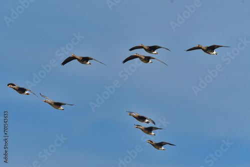 大群で冬に見られる渡り鳥、オレンジ色の嘴と脚が目立つ水鳥の仲間マガン