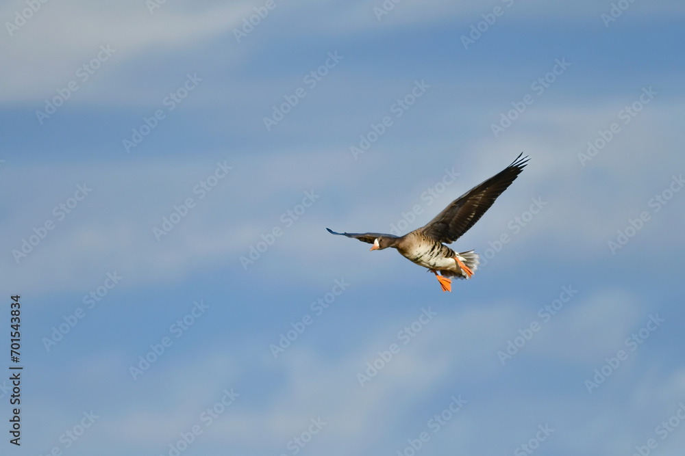 大群で冬に見られる渡り鳥、オレンジ色の嘴と脚が目立つ水鳥の仲間マガン 大群で冬に見られる渡り鳥、オレンジ色の嘴と脚が目立つ水鳥の仲間マガン