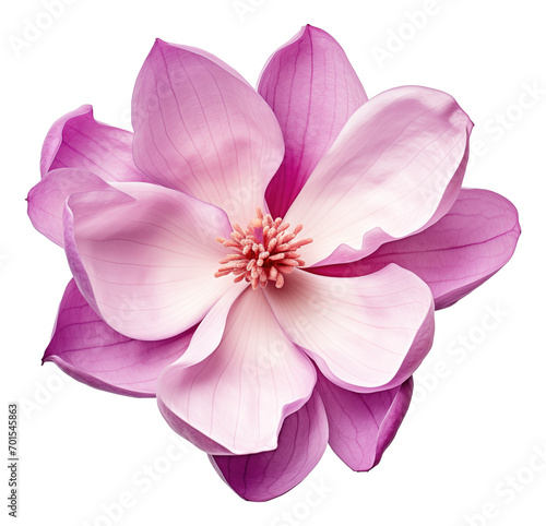 Purple magnolia flower isolated. photo