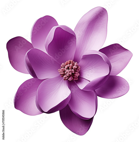 Purple magnolia flower isolated. photo