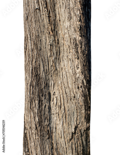 Tree trunk isolated on transparent background.