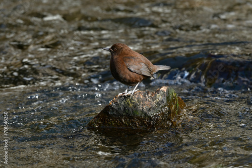 バードウォッチングで山の小川や渓谷で出会える全身焦げ茶色の小鳥カワガラス photo