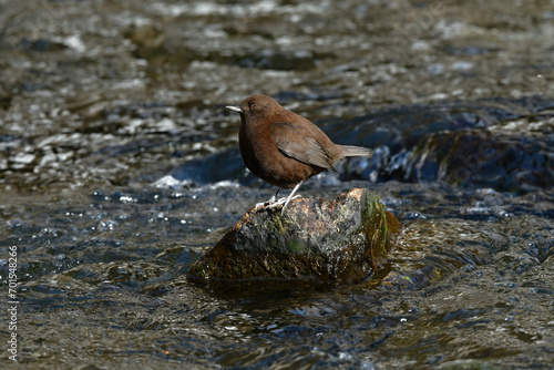 バードウォッチングで山の小川や渓谷で出会える全身焦げ茶色の小鳥カワガラス © trogon