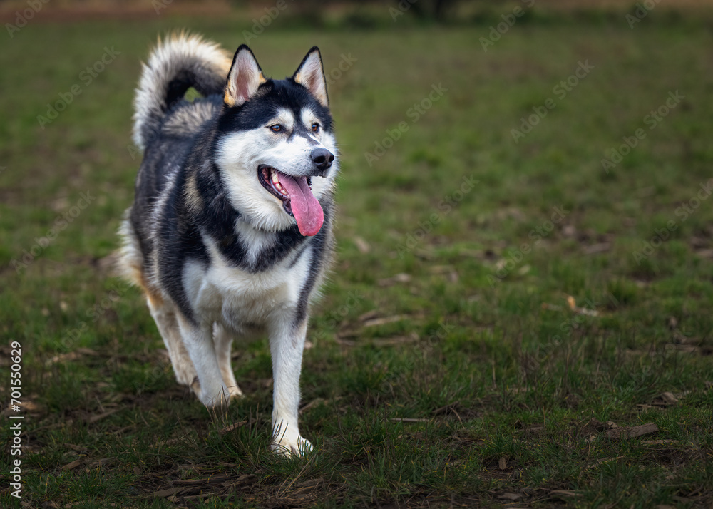 2023-12-31 A LARGE BLACK AND WHITE COATED HUSKY WITH BEAUTIFUL EYES WALKING ALONE IN A OFF LEASH AREA AT MARYMOOR PARK IN REDMOND WASHINGTON