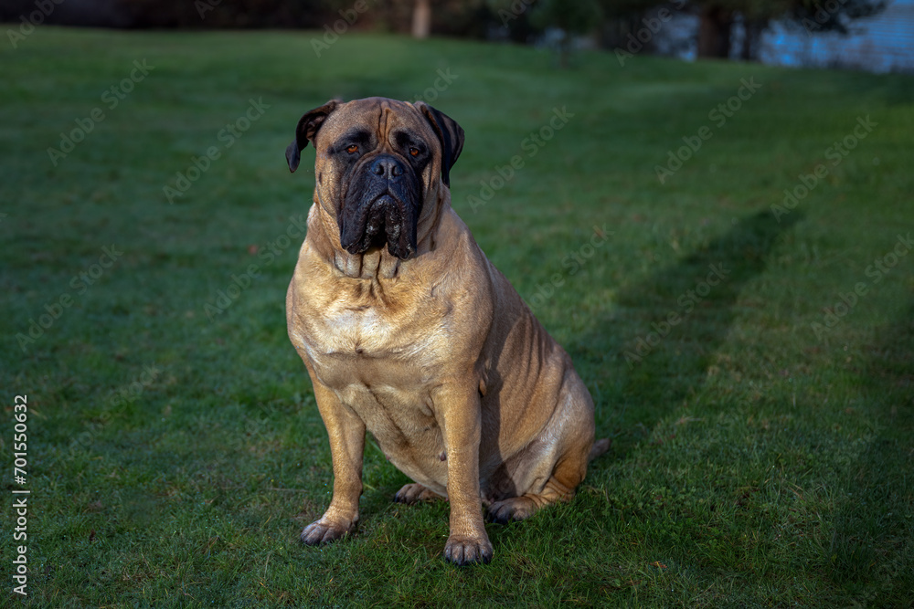 2024-01-01 A LARGE FAWN COLORED FEMALE BULLMASTIFF WITH BEAUTIFUL EYES SITTING ON A LUSH GREEN LAWN AT THE LUTHER BURBANK PARK ON MERCER ISLAND WASHINGTON