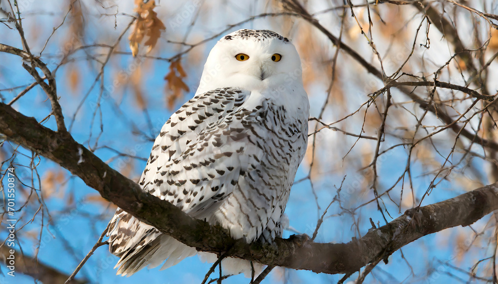 Fototapeta premium Whispers in the Snow: Capturing the Essence of a Perched Owl