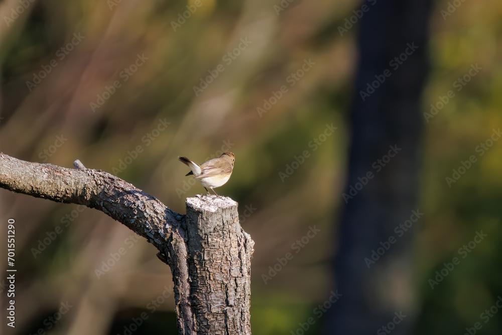 尻尾が可愛いニシオジロビタキ（ヒタキ科）。

日本国埼玉県北葛飾郡、まつぶし緑の丘公園にて。
2023年12月30日撮影。

Lovely Red-breasted flycatcher (Ficedula parva, family comprising flycatcher) with a cute tail.

At Matsubushi midorinooka park, Kitakats