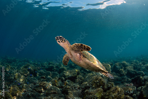 Hawksbill Turtle - Eretmochelys imbricata is swimming along coral reefs. Underwater world of Tulamben  Bali  Indonesia.