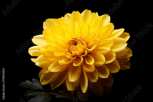 Yellow Flower black background