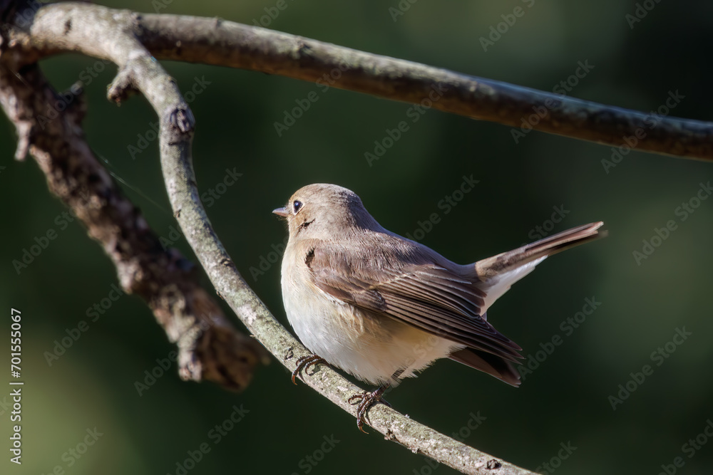 Naklejka premium 尻尾が可愛いニシオジロビタキ（ヒタキ科）。日本国埼玉県北葛飾郡、まつぶし緑の丘公園にて。 2023年12月30日撮影。Lovely Red-breasted flycatcher (Ficedula parva, family comprising flycatcher) with a cute tail.At Matsubushi midorinooka park, Kitakats