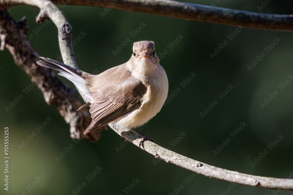 Naklejka premium 尻尾が可愛いニシオジロビタキ(ヒタキ科)。日本国埼玉県北葛飾郡、まつぶし緑の丘公園にて。 2023年12月30日撮影。Lovely Red-breasted flycatcher (Ficedula parva, family comprising flycatcher) with a cute tail.At Matsubushi midorinooka park, Kitakats