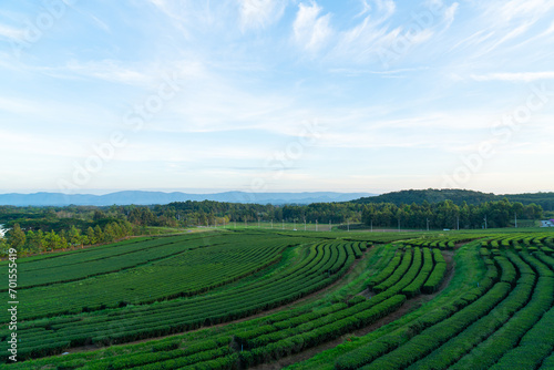 tea plantation on mountain in morning