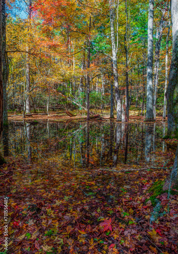 Autumn - Gum Swamp, Great Smoky Mountains National Park