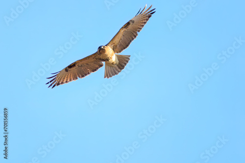                                                                                                                         2023   12   30              Beautiful Eastern Buzzard  Buteo japonicus  family comprising hawks  in flight.  At Matsubushi midorinooka park  Kitakatsushika-gun  Saitama  