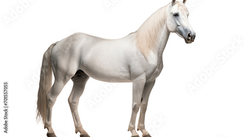 A majestic mustang horse stands out against a dark backdrop  its glossy white coat and flowing mane exuding grace and power as it gazes into the distance with an air of quiet strength