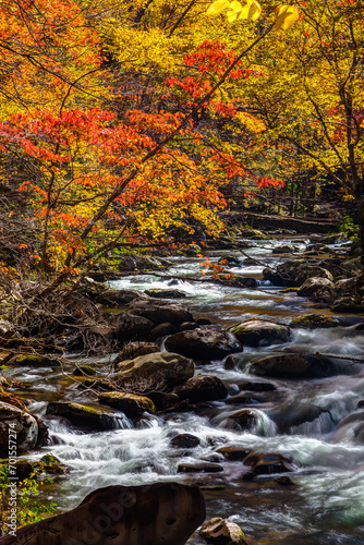 Fototapeta Naklejka Na Ścianę i Meble -  Autumn, Tremont, Great Smoky Mountains National Park