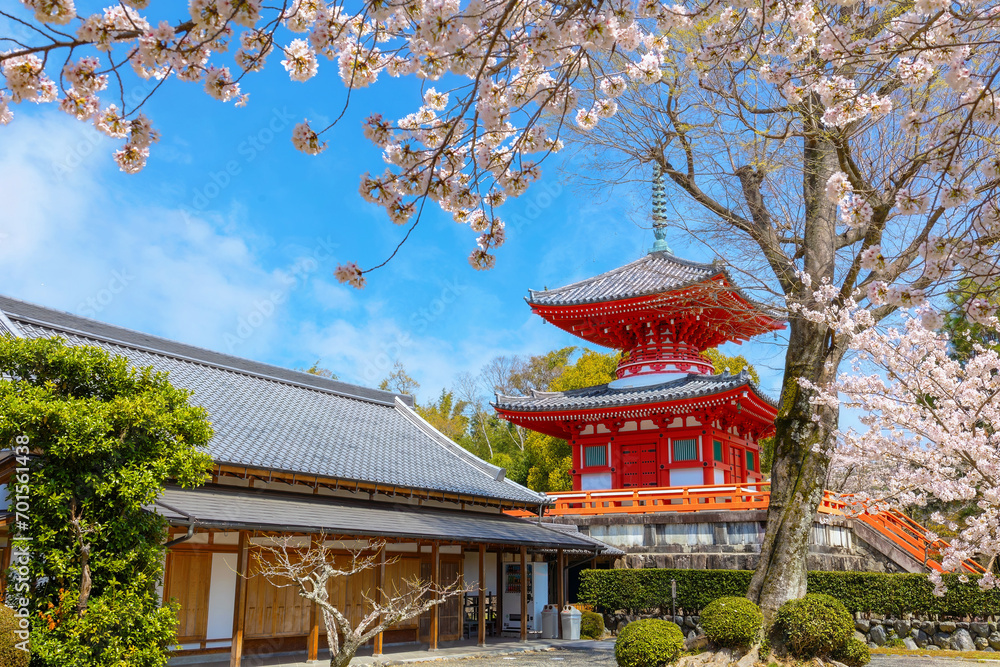 Daikakuji Temple in Kyoto, Japan with Beautiful full bloom cherry blossom garden in spring