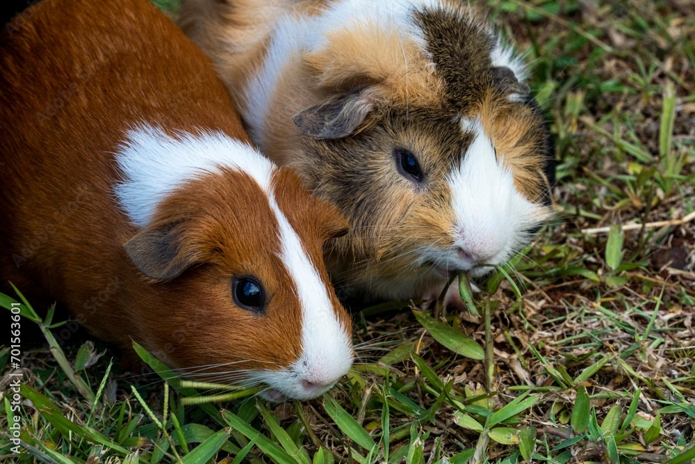 Guinea pig posing for the camera Guinea pig posing for the camera