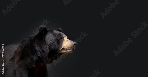 An anthropomorphic bear, resplendent and proud, stands against a black background in this animal photography portrait.