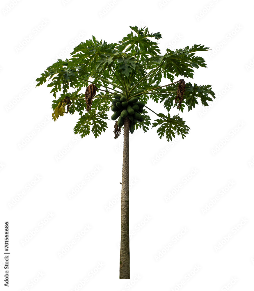 Fototapeta premium Isolated papaya tree on transparent background with clipping path and alpha channel..