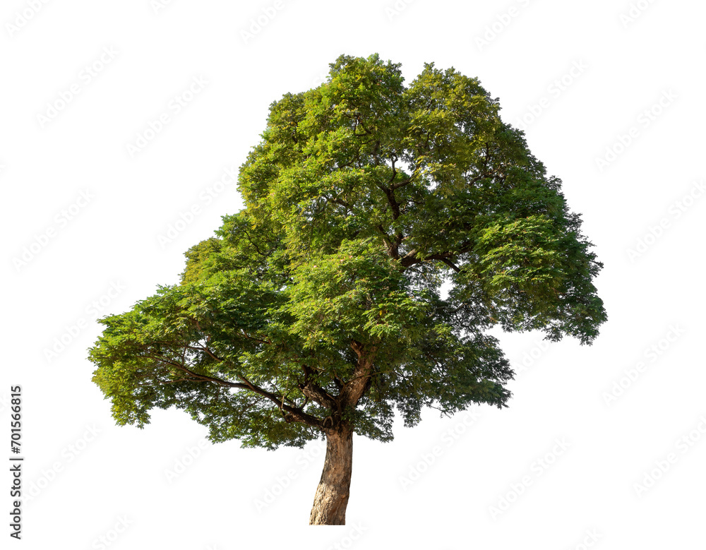 Fototapeta premium Big tree isolated on transparent background, Tropical tree.