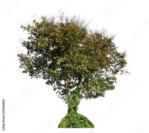 Tree isolated on transparent background, Tropical tree.