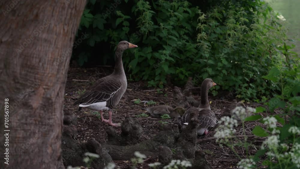 Two greylag geese and their babies under a tree, in the bushes, near water's edge at St James's Park Lake in Westminster, London, UK Two greylag geese and their babies under a tree, in the bushes, near water's edge at St James's Park Lake in Westminster, London, UK