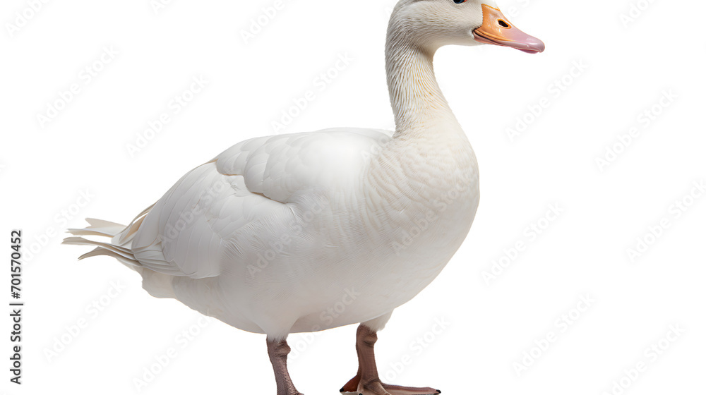 A vibrant orange beak stands out against the white feathers of a majestic aquatic bird, as it gracefully glides through the peaceful waters A vibrant orange beak stands out against the white feathers of a majestic aquatic bird, as it gracefully glides through the peaceful waters