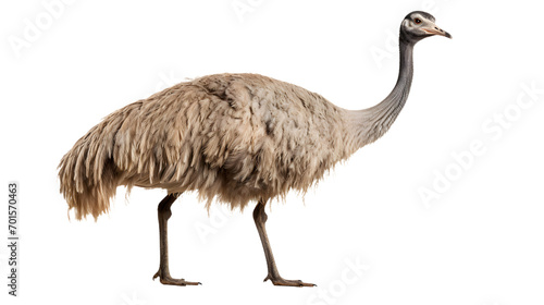 A majestic ratite bird, with a strikingly long neck and powerful legs, stands tall and proud among the wild grass, its feathered body exuding a sense of strength and freedom