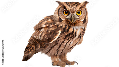 An enchanting screech owl gazes fiercely into the camera, its sharp beak and piercing eyes capturing the untamed spirit of wildlife © Daniel