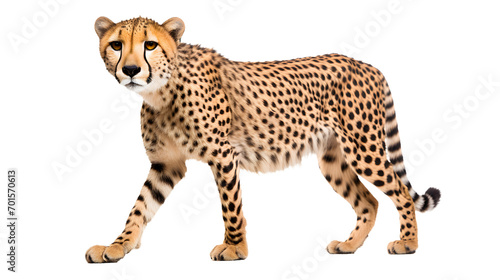 A sleek and powerful cheetah exudes confidence and grace as it stands against a stark black backdrop, its fierce gaze and majestic stature capturing the essence of the wild