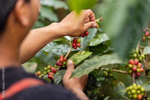 harvesting coffee berries by agriculture. Coffee beans ripening on the tree in North of Thailand