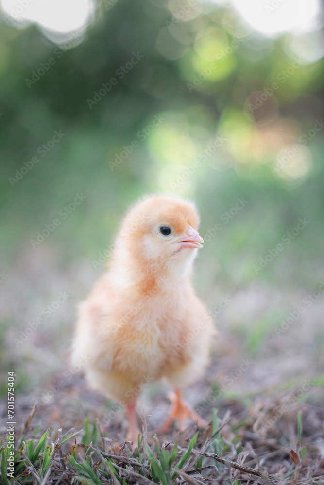 A chicken baby in the garden