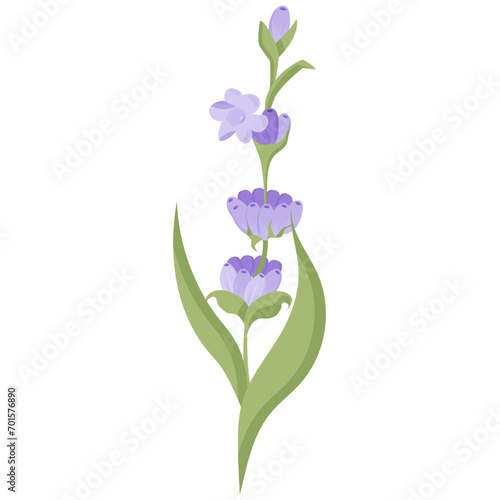 Delicate lavender flower in flat style. Vector illustration isolated on white background.