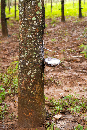 Natural latex extracted from rubber tree in plantation forest.