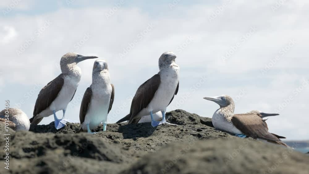 A group of blue-footed boobies (Sula nebouxii) on Santa Cruz Island in the Galápagos Islands. A group of blue-footed boobies (Sula nebouxii) on Santa Cruz Island in the Galápagos Islands.