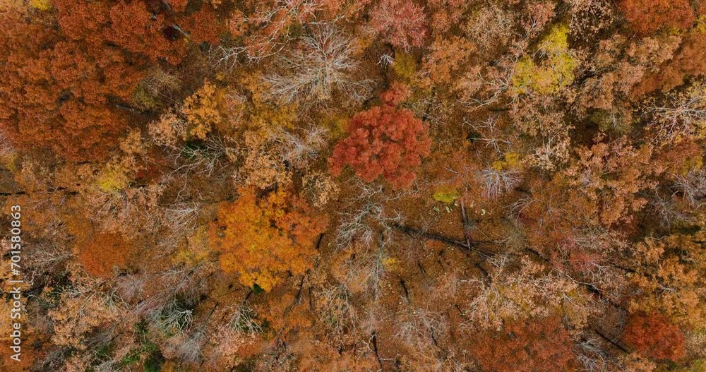 Top Down View Of Lush Autumn Forest In Devil's Den State Park, Arkansas, USA - Drone Shot Top Down View Of Lush Autumn Forest In Devil's Den State Park, Arkansas, USA - Drone Shot