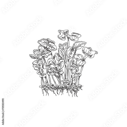 Basil microgreens seedling sketch. Young edible sprouts and seeds. Hand drawn isolated vector illustration on white background.
