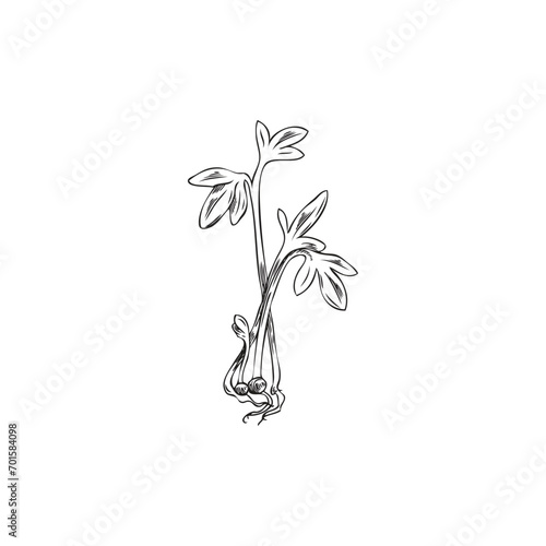 Watercress sprouts sketchy hand drawn vector illustration isolated on white.