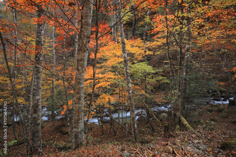 紅葉の中を流れる渓流