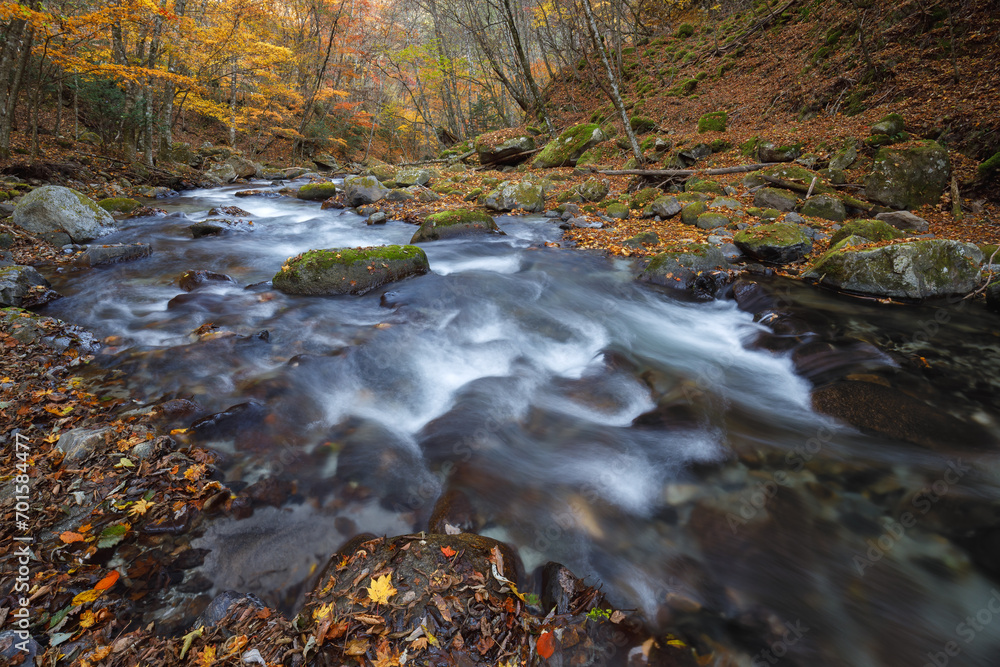 渓流の流れと紅葉の森