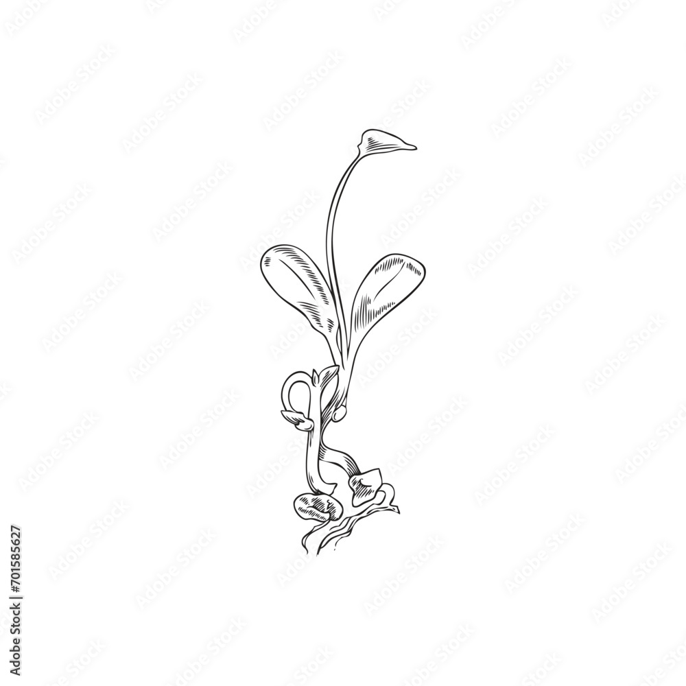 Alfalfa plant sprouts or microgreens botanic sketch vector illustration isolated. Alfalfa plant sprouts or microgreens botanic sketch vector illustration isolated.