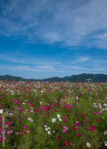 Wallpaper Mural FLOWER Torontodigital.ca
