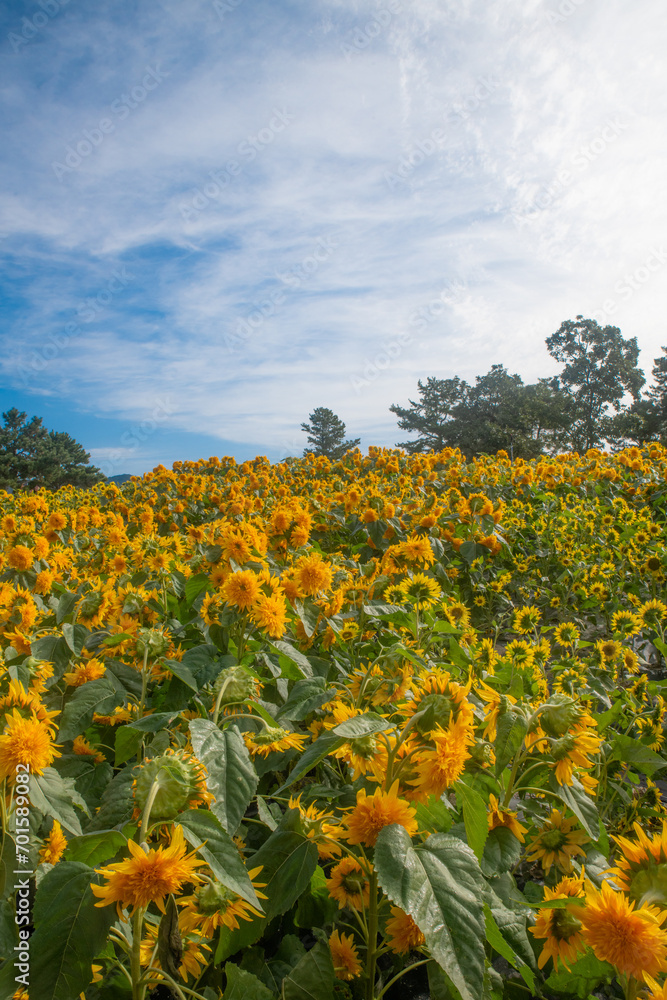 Obraz premium sunflower