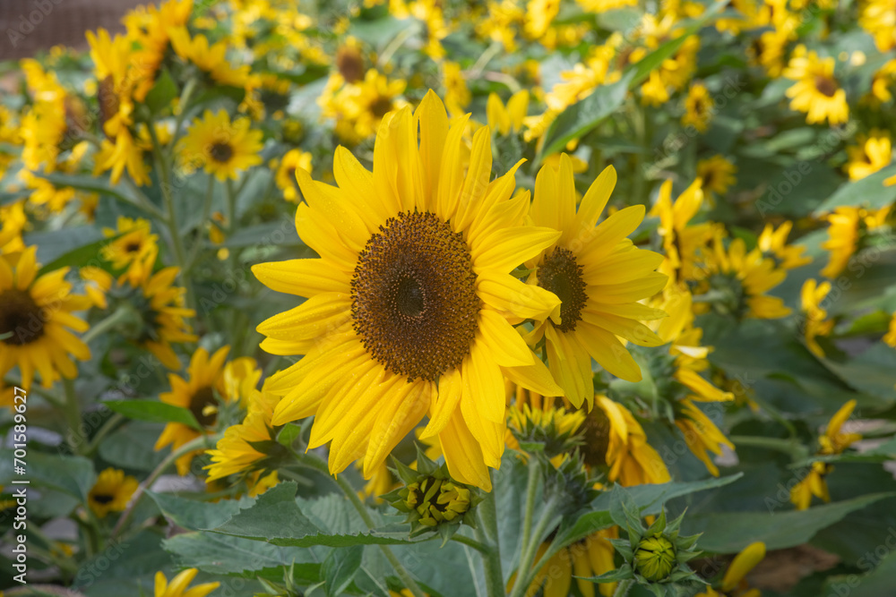 Fototapeta premium sunflower