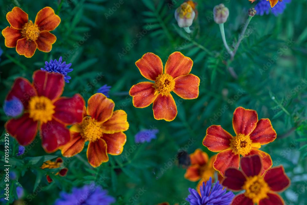 flower flower