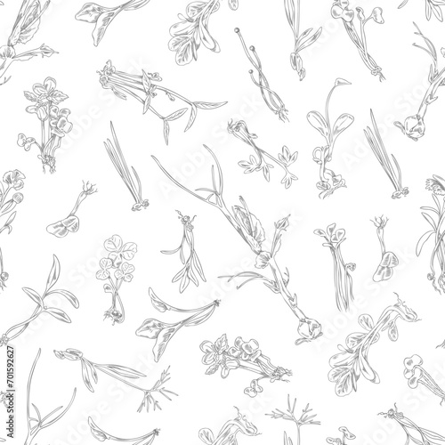 Microgreens botanical vector engraved seamless pattern, hand drawn natural salad herbs, organic raw sprouts healthy food