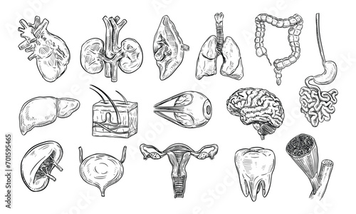 human organs handdrawn collection